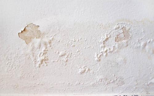 Moisissure blanche